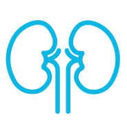 Icon of the kidneys, function of the transplanted kidney, BESTOW Study
